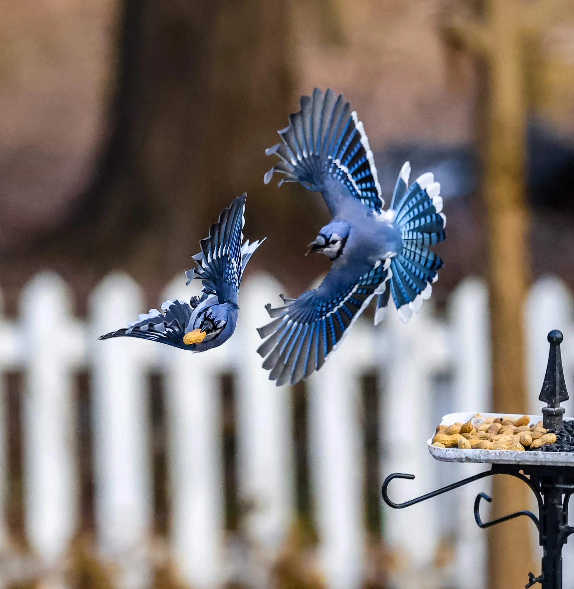 Two blue jays in a dogfight over a peanut