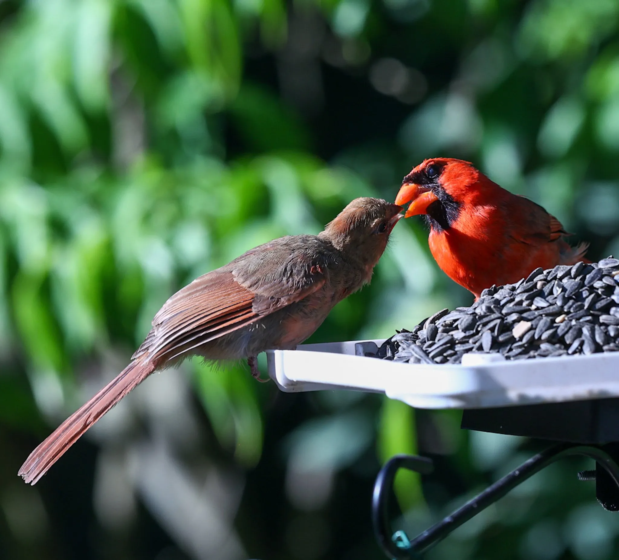 A cardinal feeding its fledgling