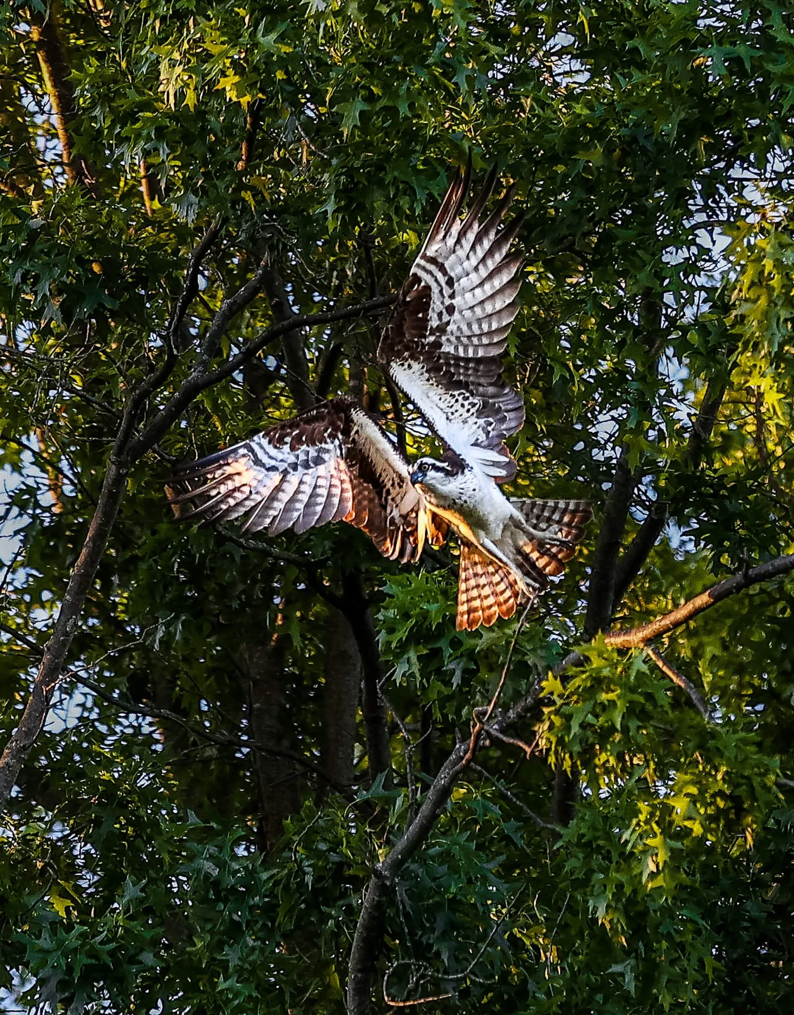 Osprey taking flight at Atwood Lake, Ohio