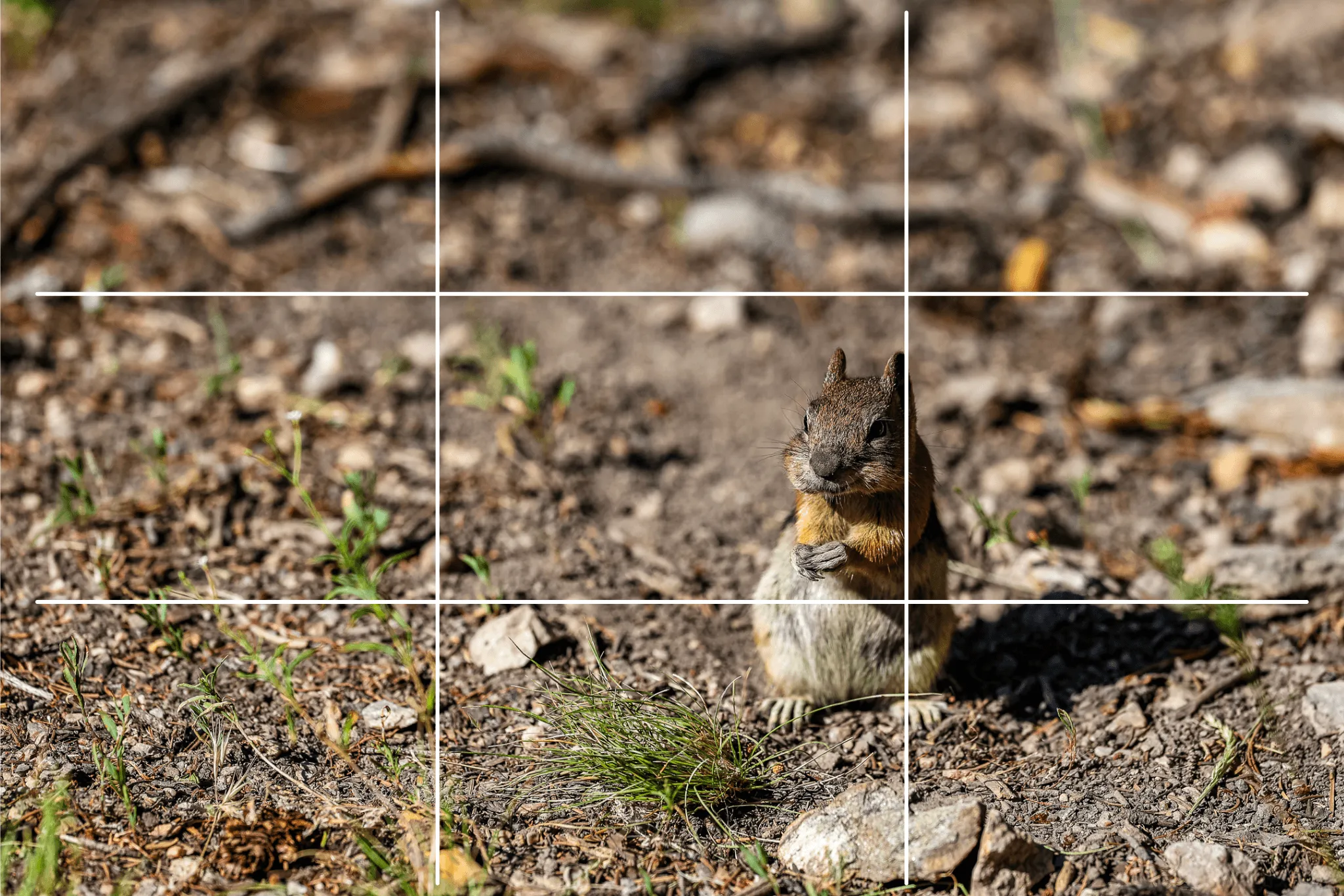 A chipmunk sits at a grid intersection point in a Rule of Thirds composition overlay, illustrating subject placement in photography.