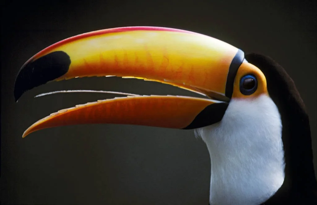 Jason Edwards National Geographic photography
